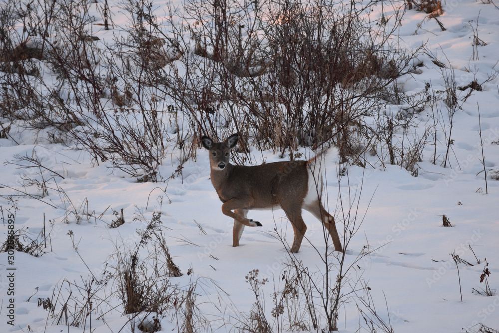 Bambi 2 Bambi 2