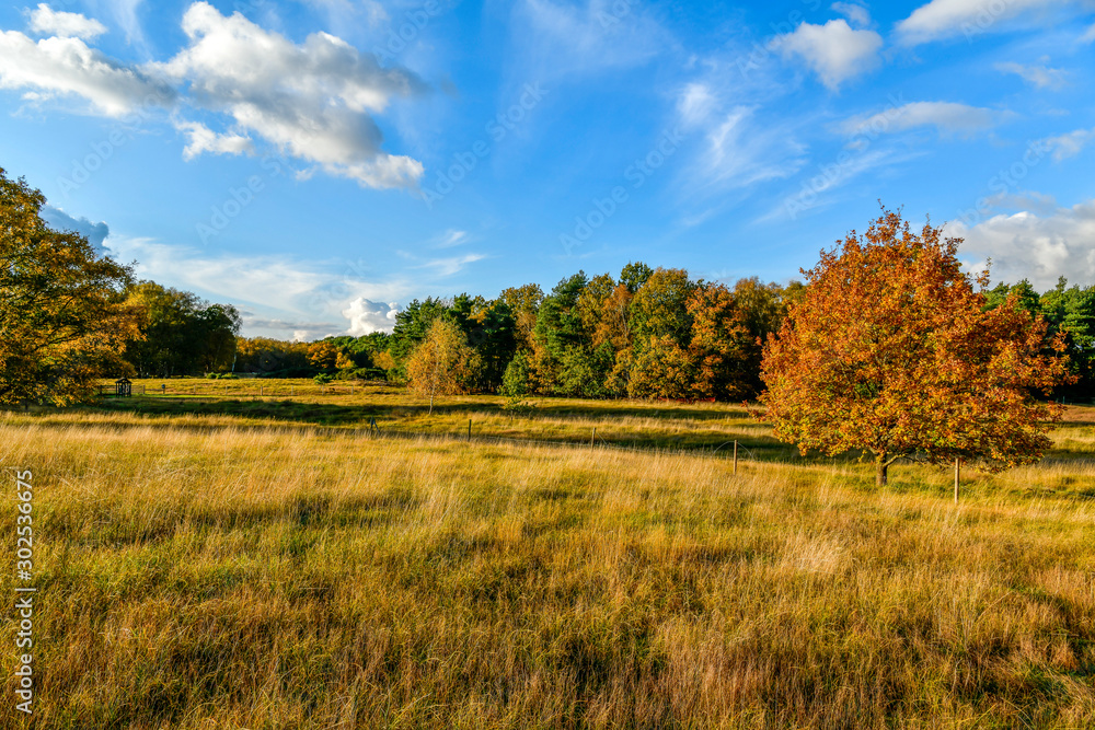 autumn walk in fields, forests, meadows autumn walk in fields, forests, meadows