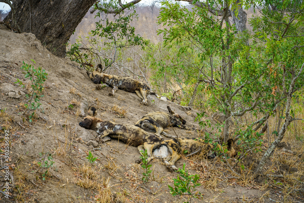 wild dogs in kruger national park, mpumalanga, south africa 15 wild dogs in kruger national park, mpumalanga, south africa 15