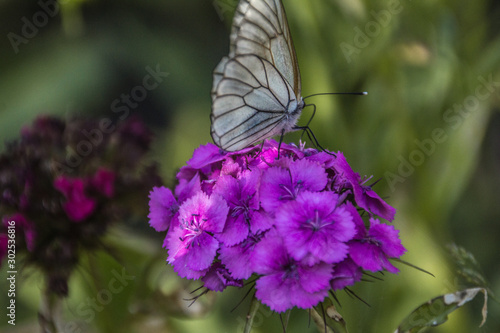 The white butterfly extracts pollen from the flower.