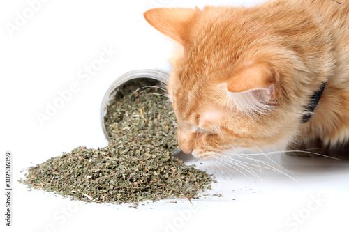 Orange cat sniffing dried catnip