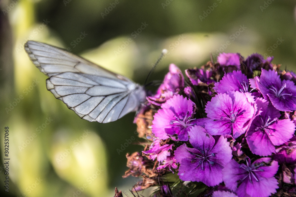 The white butterfly extracts pollen from the flower.