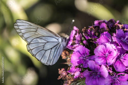 The white butterfly extracts pollen from the flower.