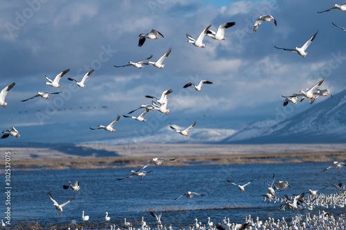 Snow Geese Migration.