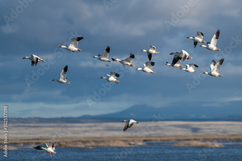 Snow Geese Migration.