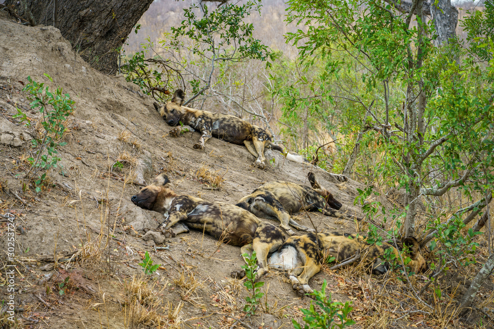 wild dogs in kruger national park, mpumalanga, south africa 22 wild dogs in kruger national park, mpumalanga, south africa 22