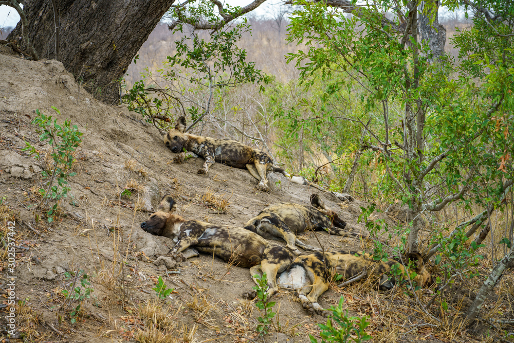 wild dogs in kruger national park, mpumalanga, south africa 24 wild dogs in kruger national park, mpumalanga, south africa 24