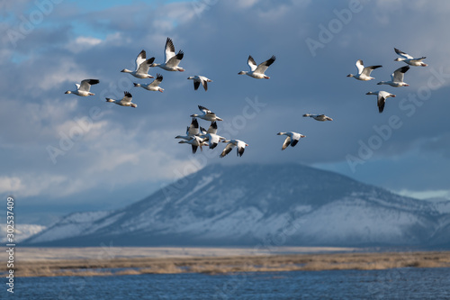 Snow Geese Migration. © davidhoffmann.com