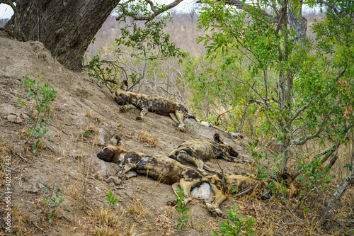 wild dogs in kruger national park, mpumalanga, south africa 24