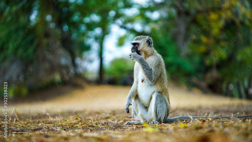 Obraz premium vervet monkey in kruger national park, mpumalanga, south africa 47