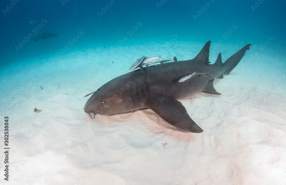 Fototapeta premium Nurse shark at the Bahamas