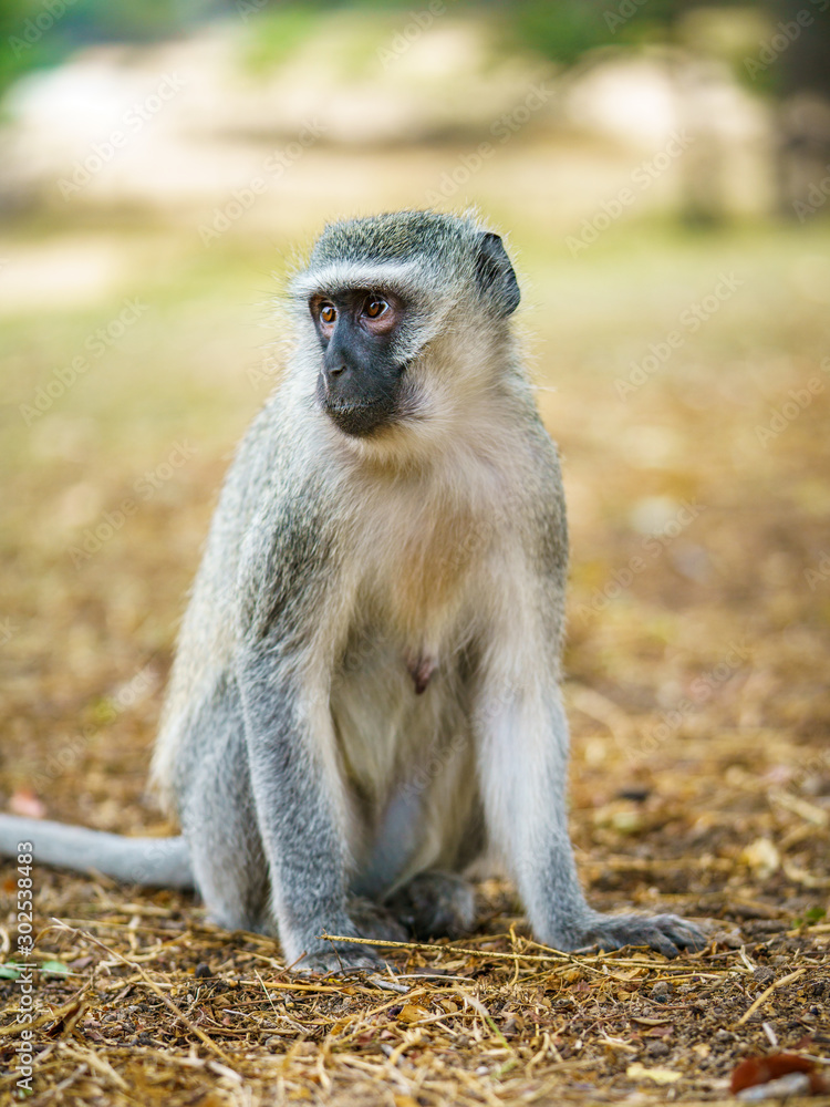 vervet monkey in kruger national park, mpumalanga, south africa 96