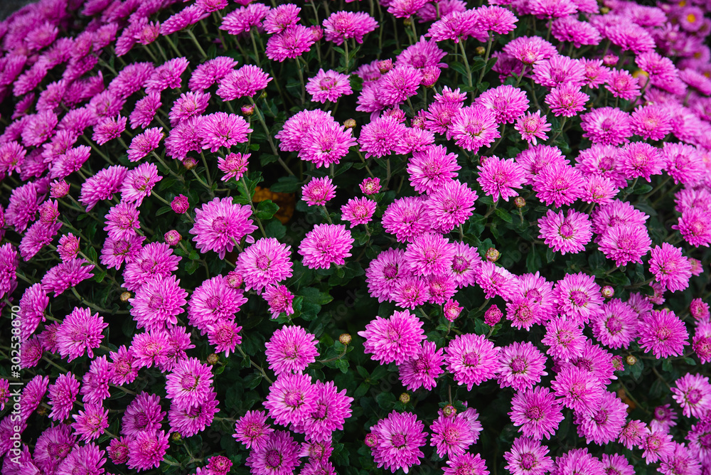 Bouquet of colorful small chrysanthemums Bouquet of colorful small chrysanthemums