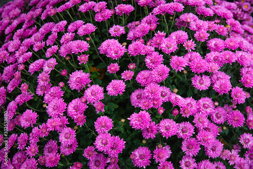 Bouquet of colorful small chrysanthemums