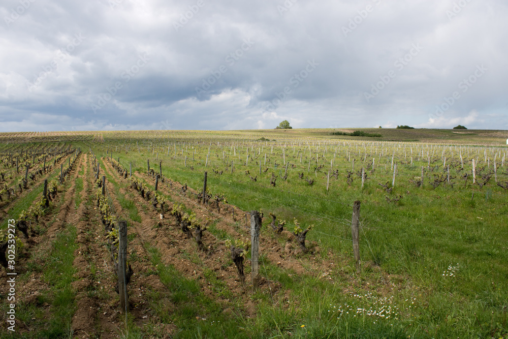 Fototapeta premium Vignes