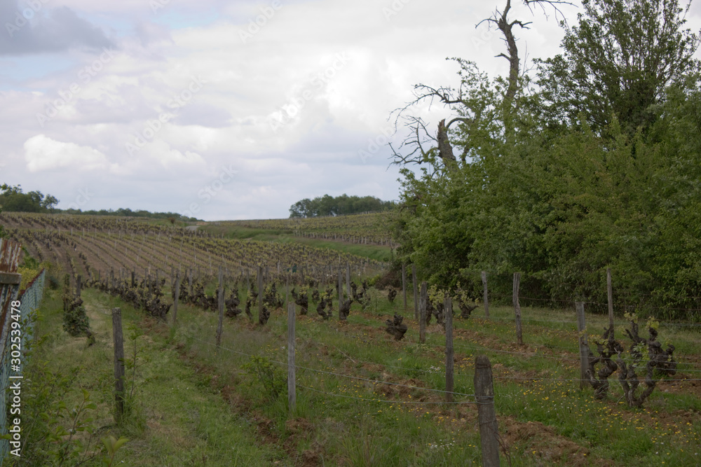 Naklejka premium Vignes