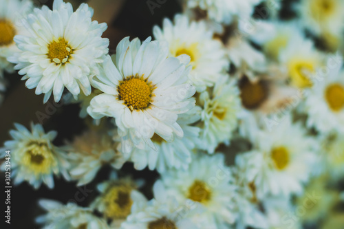 Bush of white marguerite daisy flowers 