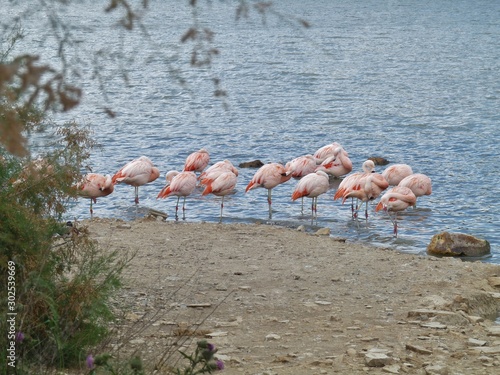 group of pink flamingos