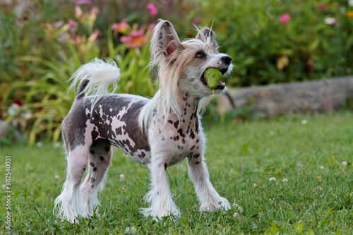 Tableau sur toile A playful chinese crested dog with a pear