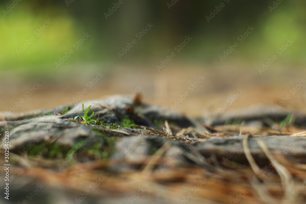 The bare, drying roots of the fir trees peep out from the ground on a path trodden by people in the park. The bare, drying roots of the fir trees peep out from the ground on a path trodden by people in the park.