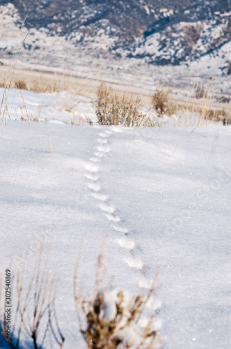 Following the tracks of a pheasant