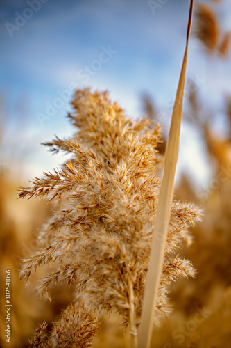 Close up of dried yellow flowers in the fall