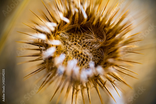 Macro shot of dried yellow fall flower