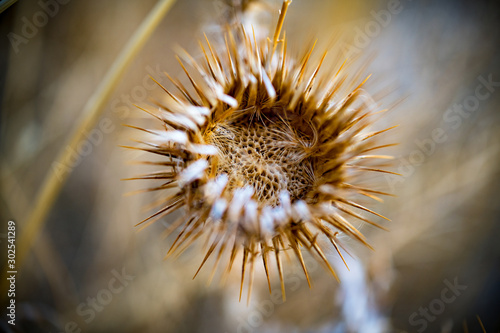 Close up of dried fall yellow flower