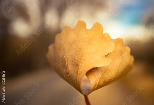 Fall yellow folded leaf with blurred background