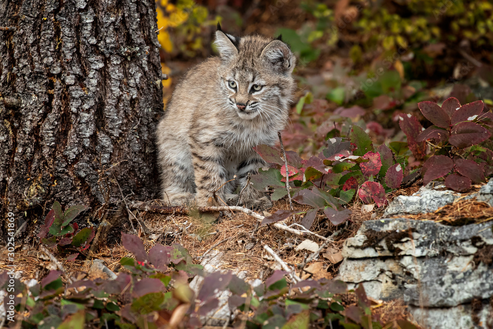 Obraz premium Bobcat Kitten Oakley