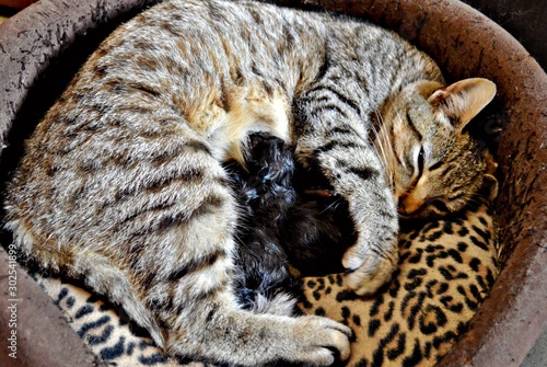 Mother Cat