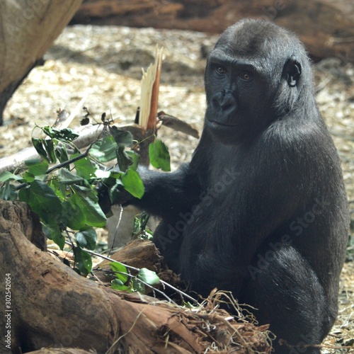 Hungry Gorilla