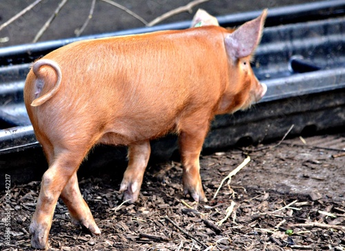 Curly Tailed Piglet