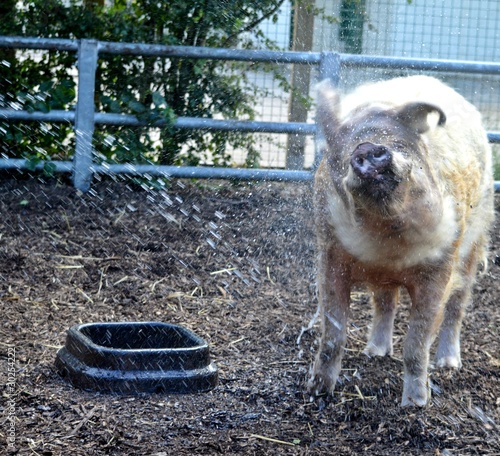 Mucky Pig