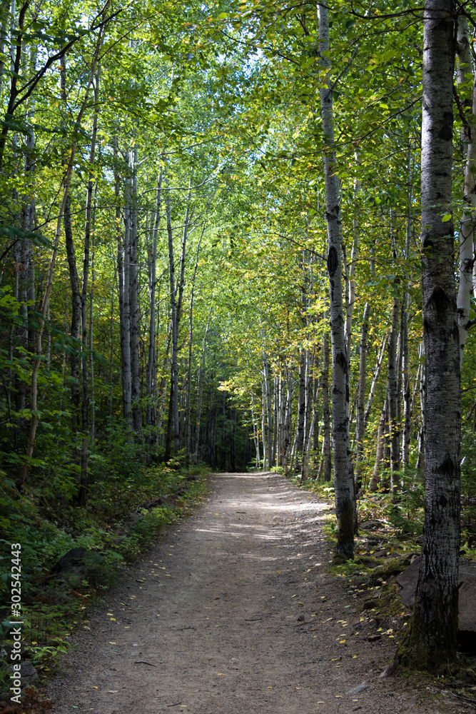 Naklejka premium Wycieczka po lesie. Ścieżka w parku narodowym w regionie Charlevoix w Quebecu w Kanadzie.
