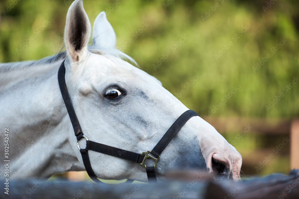 Obraz premium Portrait of graceful gray horse curiously reaching for wooden fence