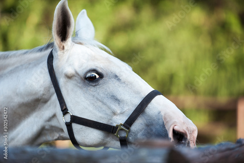 Portrait of graceful gray horse curiously reaching for wooden fence