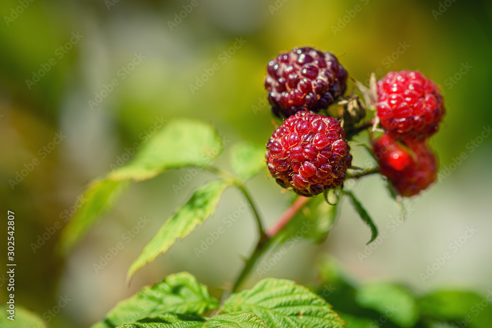 Photo of ripe raspberries branch. Raspberries in the sun. Raspberries on a branch in the garden. Red berry with green leaves in the sun. Photo of ripe raspberries branch. Raspberries in the sun. Raspberries on a branch in the garden. Red berry with green leaves in the sun.
