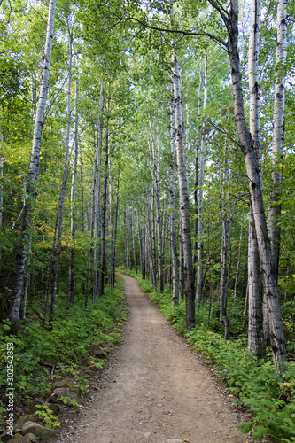 A hike in the woods. A path in a national park in the Charlevoix region of Quebec, Canada.
