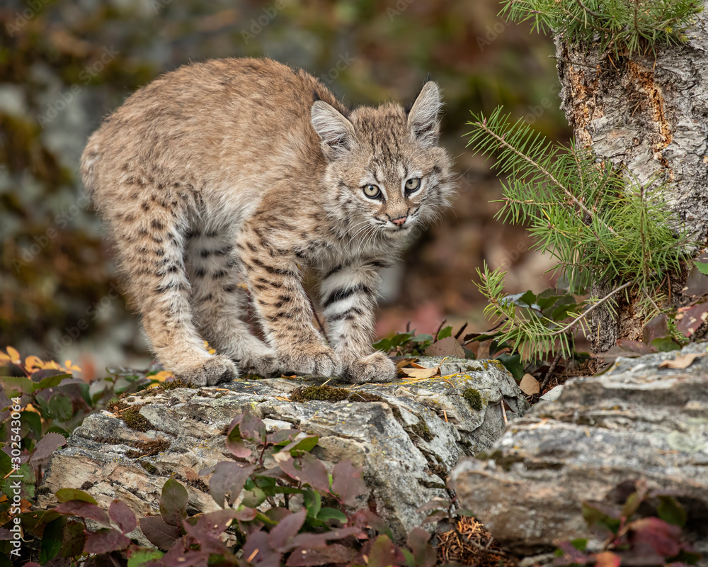 Bobcat Kitten Oakley Bobcat Kitten Oakley