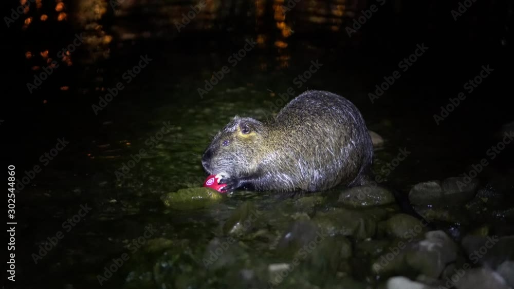 Nutria And Apple. Funny ugly nutria, Myocastor coypus, big rodent, standing water holding in hands apple and eating. nutria eats a red apple at night in the lake lago di garlate Lecco city in italy Nutria And Apple. Funny ugly nutria, Myocastor coypus, big rodent, standing water holding in hands apple and eating. nutria eats a red apple at night in the lake lago di garlate Lecco city in italy