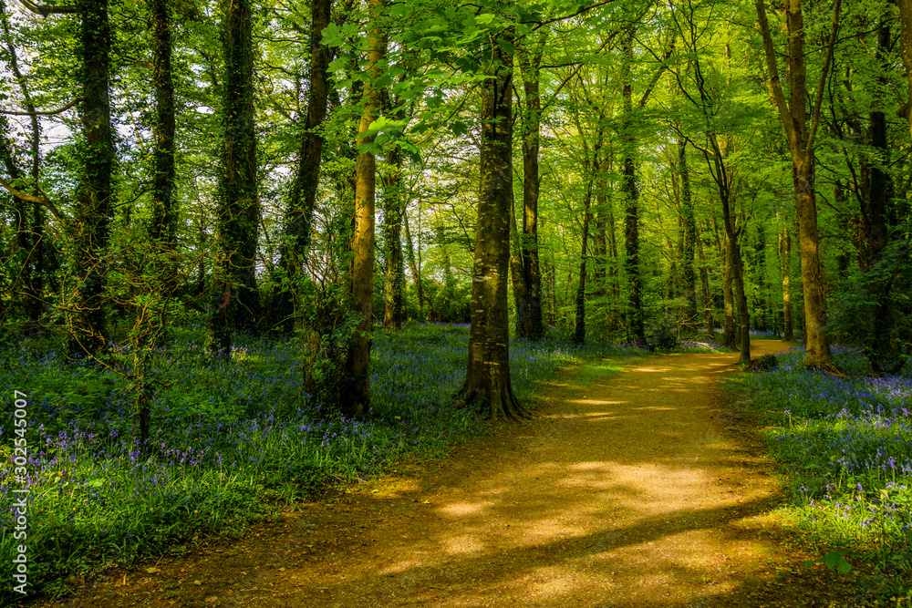 pathway through lush woodland during early spring, dappled light in early morning, with bluebells on each side