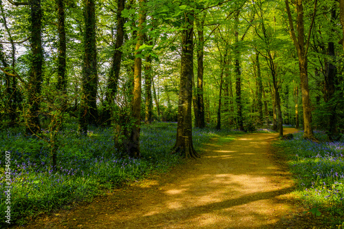 pathway through lush woodland during early spring, dappled light in early morning, with bluebells on each side © James