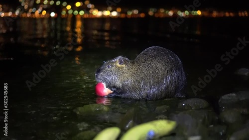 Nutria And Apple. Funny ugly nutria, Myocastor coypus, big rodent, standing water holding in hands apple and eating. nutria eats a red apple at night in the lake lago di garlate Lecco city in italy photo