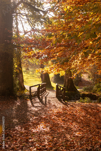 Autumnal scene with wooden footbridge leading into the background  a pathway strewn with red and brown autumn foliage  framed by the red and golden foliage on the surrounding trees  in golden sunlight
