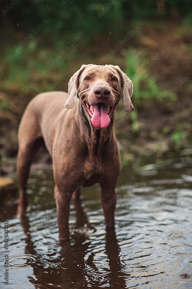 Thoroughbred Weimaraner dog drinking from river in forest Thoroughbred Weimaraner dog drinking from river in forest