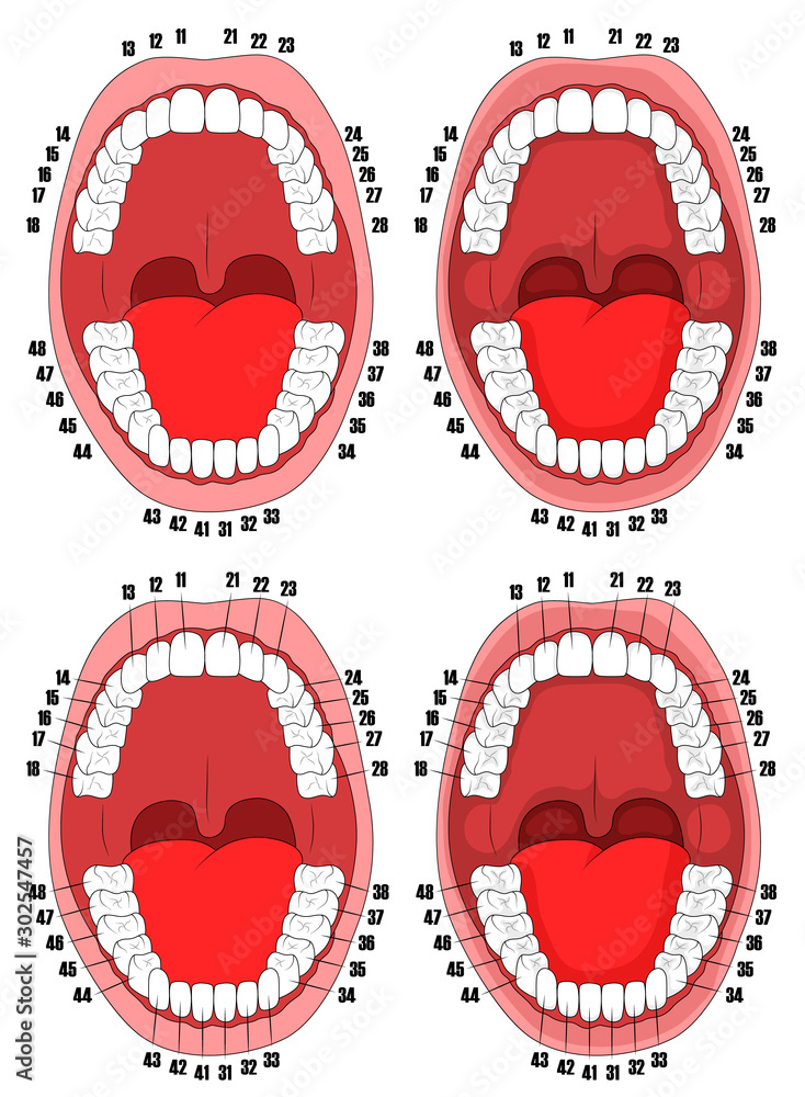 Teeth. Oral cavity. Vector illustration of the oral cavity with teeth