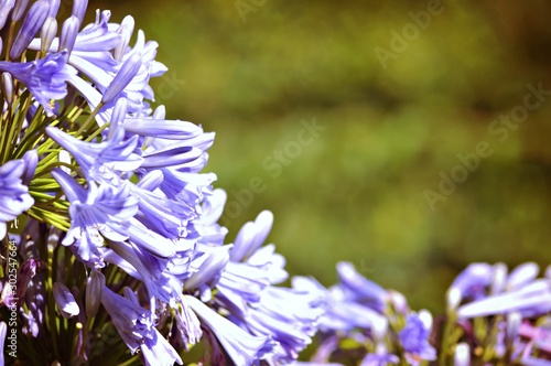 blue flowers on a background