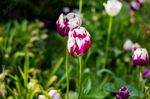 Blooming red and white tulip in a garden  photographed with a selective focus and a shallow depth of field  blurred background