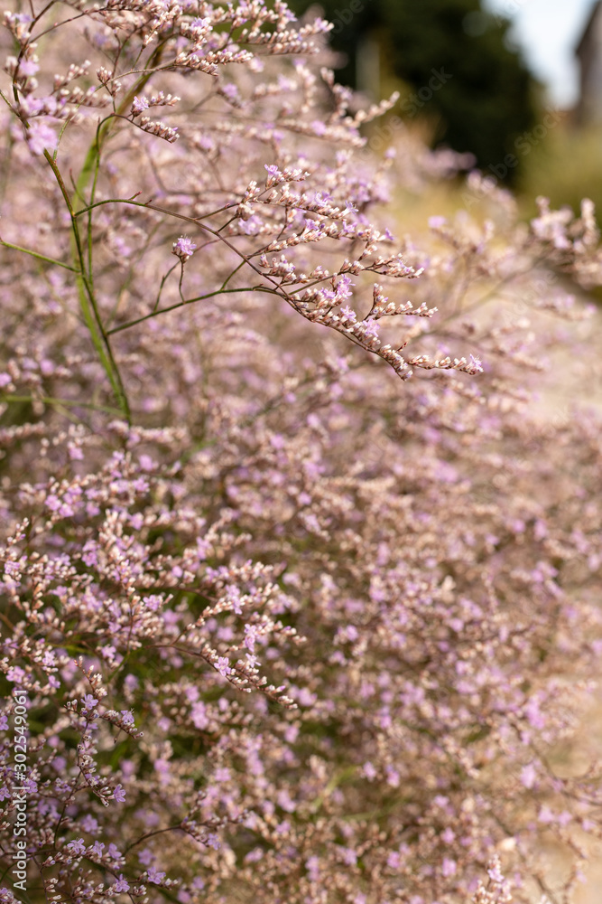 Flowering pink gypsophila bush, selected focus Flowering pink gypsophila bush, selected focus